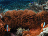 _XL[AlltBbV w:Amphiprion melanopus