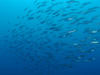 _XL[AlltBbVwFAmphiprion chrysopterus