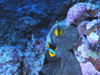 IWtBAlltBbV w:Amphiprion chrysopterus