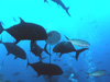 EjAW w:Caranx ignobilis