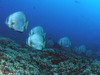 iEcoEI wFPlatax orbicularis