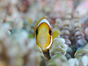 N}m~ w:Amphiprion clarkii