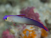 AP{mn[ w:Nemateleotris decora