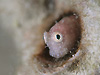 ZOebhuj[ w:Sarias segmentatus