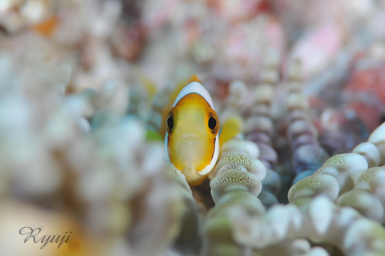 N}m~ w:Amphiprion clarkii