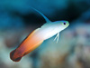 n^^en[wFNemateleotris magnifica