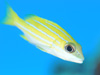 XWtG_C wFLutjanus kasmira