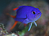 ^eXWn^ wFGracila albomarginata