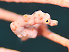 sO~[V[z[X wFHippocampus bargibanti