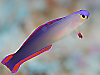 AP{mn[ wFNemateleotris decora