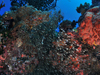 LhL wFParapriacanthus ransonneti