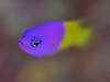 CEheB[obN wFPictichromis paccagnellae