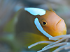 zCg{lbgAlltBbV wFAmphiprion leucokranos