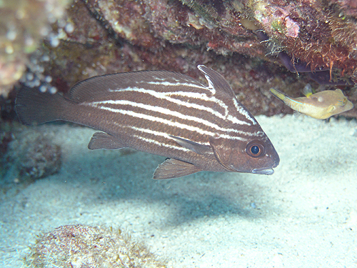 nCnbg wFPareques acuminatus