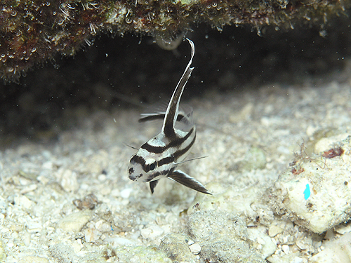 nCnbg wFPareques acuminatus