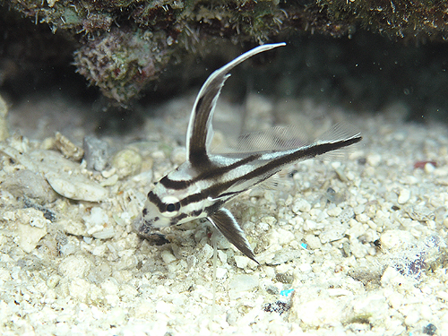 nCnbg wFPareques acuminatus