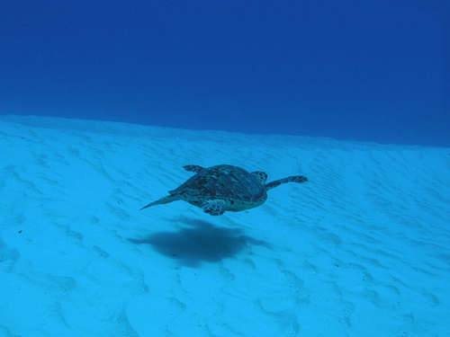 AIE~K@w:Chelonia mydas