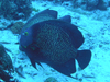 t`GWFtBbV wFPomacanthus paru
