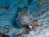 Th_Co[ wFSynodus intermedius