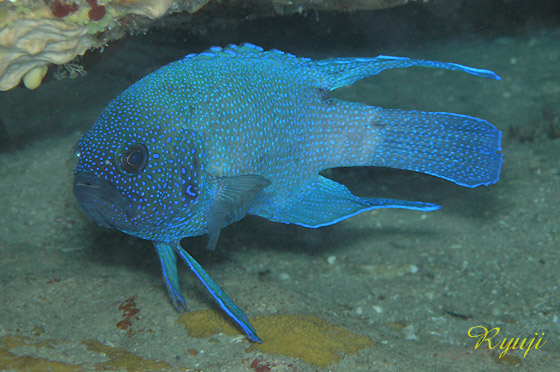 TUu[fr w:Paraplesiops molosgris