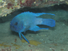 TUu[fr w:Paraplesiops molosgris