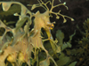 [tB[V[hS wFPhycodurus eques