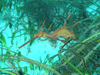 EB[fB[V[hS wFPhyllopteryx taeniolatus