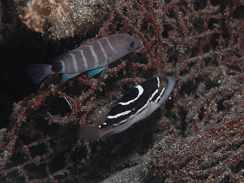 CSn^@w:Epinephelus poecilonotus }n^wFEpinephelus septemfasciatus