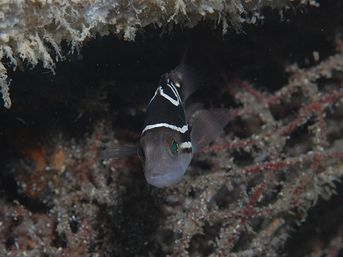 CSn^@w:Epinephelus poecilonotus