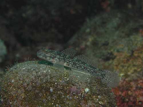 Ncn[@wFIstigobius campbelli