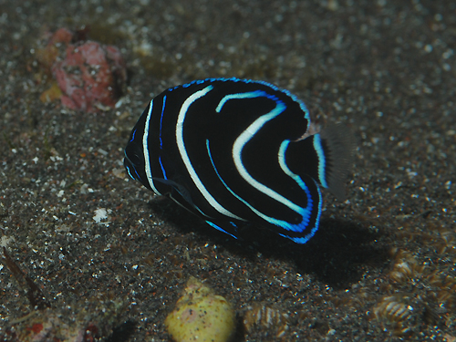 サザナミヤッコ 幼魚 学名 Pomacanthus Semicirculatus