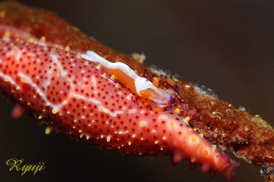 �E�~�E�V�J�N���G�r�@�w���FPericlimenes galene