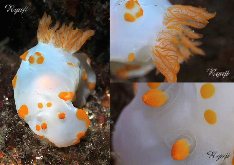 �L�C�{�L�k�n�_�E�~�E�V�@�w���FGymnodoris rubropapulosa