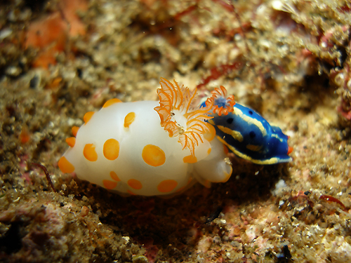 �L�C�{�L�k�n�_�E�~�E�V�@�w���FGymnodoris rubropapulosa