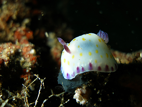 �R�����E�~�E�V�@�w���FChromodoris aureopurpurea