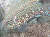 Ncn[@wFIstigobius campbelli