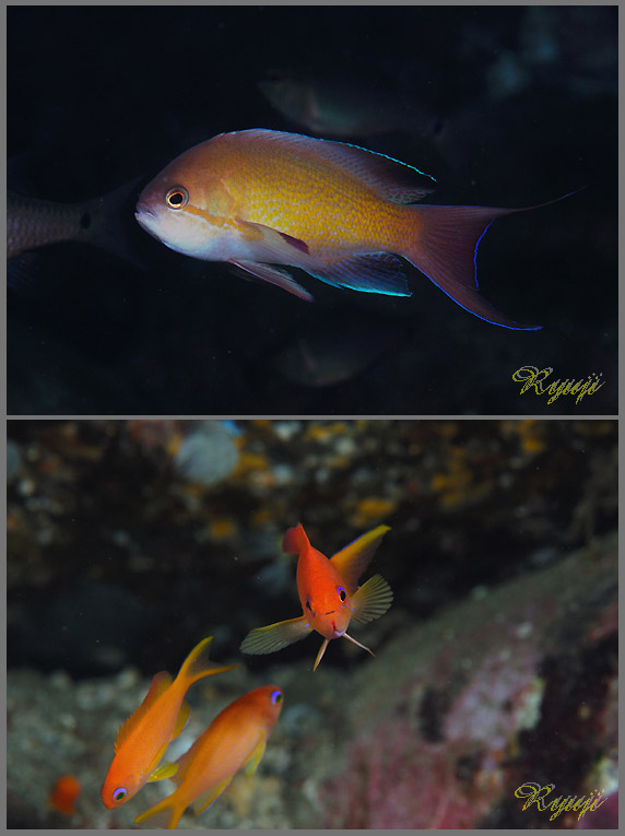 LMni_C@wFPseudanthias squamipinnis