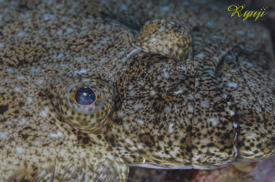 q wFParalichthys olivaceus