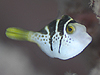 mRMnM wFParaluteres prionurus