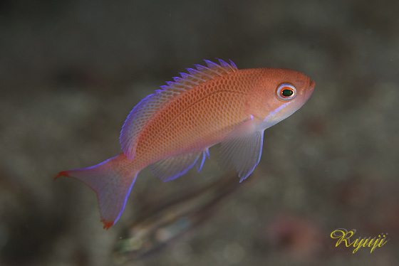 P}ni_C wFPseudanthias hypselosoma