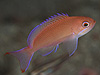 P}ni_C wFPseudanthias hypselosoma