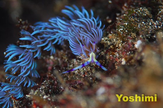 ���J�f�~�m�E�~�E�V �w���FPteraeolidia ianthina