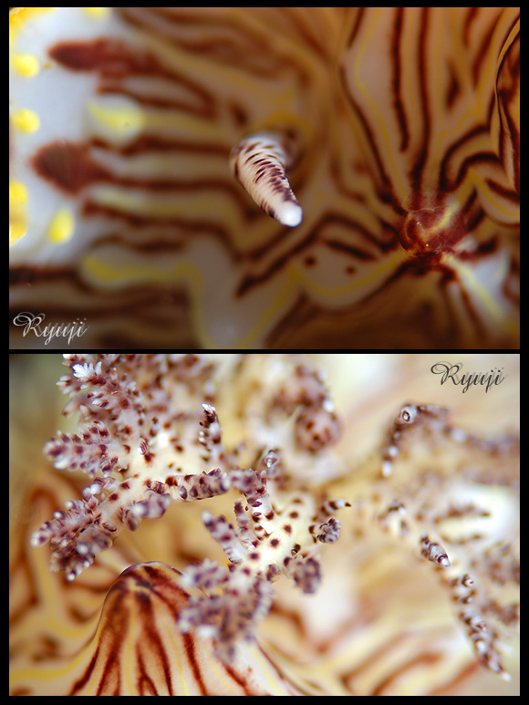 �~���}�E�~�E�V�@�w���FHalgerda willeyi