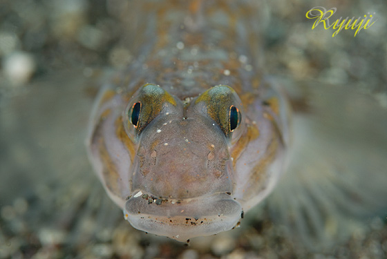 zVmn[@wFIstigobius hosinonis