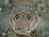 zVmn[@wFIstigobius hosinonis