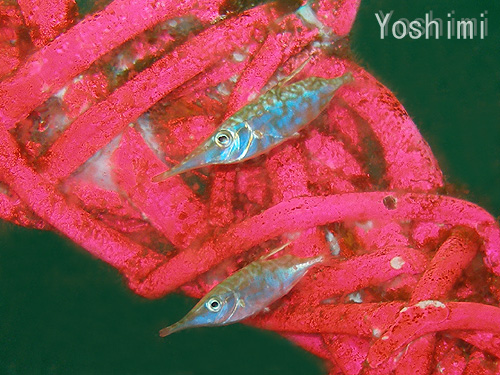 �T�M�t�G�@�w���FMacroramphosus scolopax