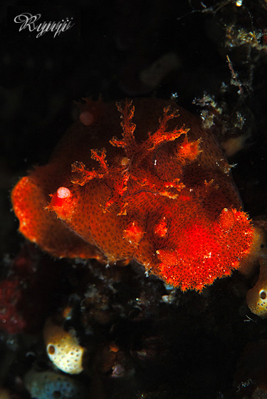 �x�b�R�E�q�J���E�~�E�V �w��:Plocamopherus imperialis
