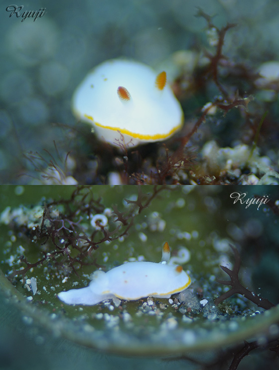 �V�����L�E�~�E�V �w��:Noumea nivalis