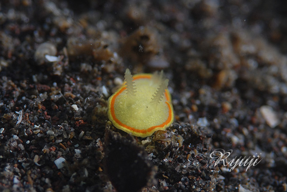 �~�c�C�������E�~�E�V�@�w���FDiaphorodoris mitsuii