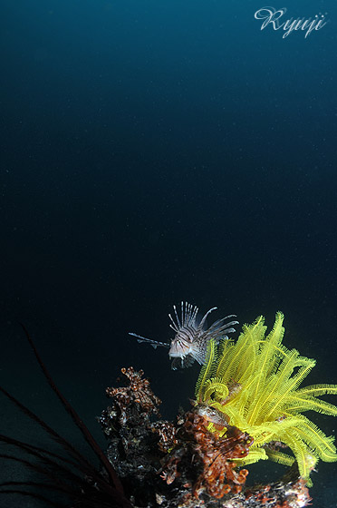 ~mJTS wFPterois lunulata